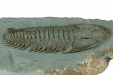 Huge, Lower Cambrian Trilobite (Longianda) - Issafen, Morocco #189927-2